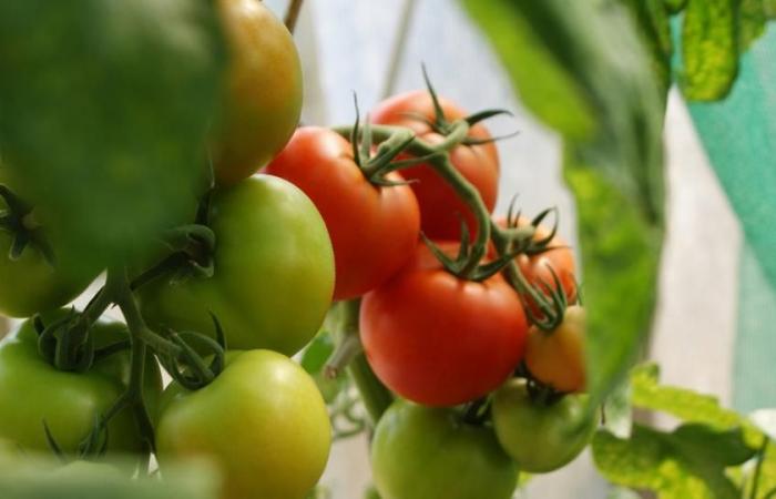 Warum ist das Projekt der größten Tomatenfabrik Europas umstritten?