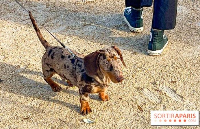 Pariser Wurstspaziergang 2024: Der Dackelspaziergang kehrt diesen Sonntag in die Hauptstadt zurück!