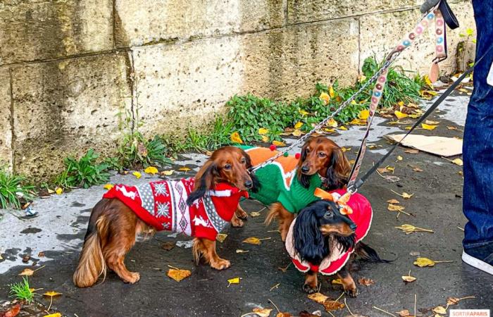 Pariser Wurstspaziergang 2024: Der Dackelspaziergang kehrt diesen Sonntag in die Hauptstadt zurück!