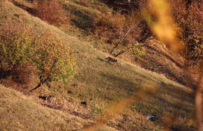 Sollten wir Angst vor dem Wolf haben? In Yvelines werden wir bald ernsthaft darüber reden