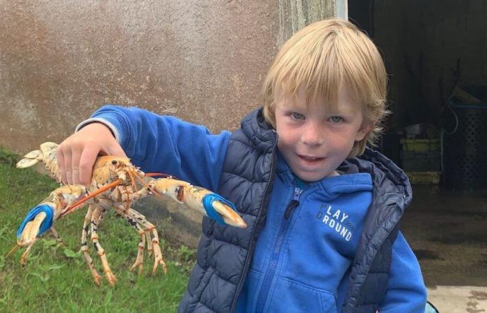 In den Vereinigten Staaten wird ein goldener Hummer untersucht, der von einer Familie von der Insel Ouessant adoptiert wurde