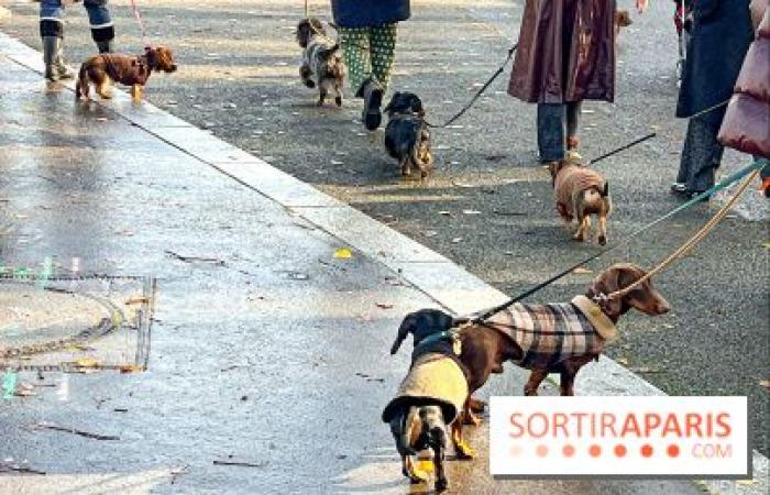 Pariser Wurstspaziergang 2024: Der Dackelspaziergang kehrt diesen Sonntag in die Hauptstadt zurück!