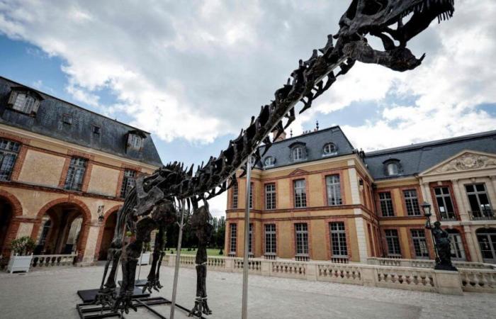 Außergewöhnliche Auktionen: Ein Dinosaurierskelett erzielt in Frankreich einen Rekordpreis (Foto)