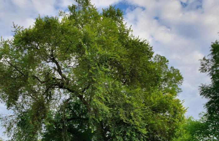 „Wir vertreten die Île-de-France“, diese kleine Stadt in Seine-et-Marne, Kandidatin für den Baum des Jahres