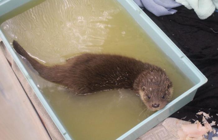 In diesem Tierzentrum in Lot-et-Garonne führen die Tierpfleger eine ungewöhnliche Rettung durch