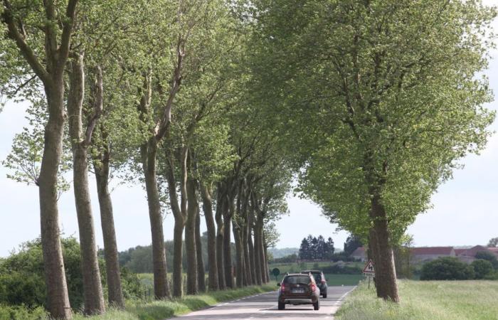 Zwei Todesfälle innerhalb von zwei Tagen bei getrennten Unfällen, ein Fußgänger wurde angefahren und ein Fahrer wurde getötet, nachdem er gegen eine Platane geprallt war