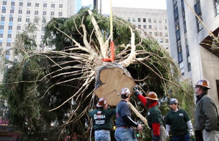 Der berühmte riesige Weihnachtsbaum im New Yorker Rockefeller Center ist angekommen