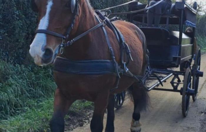 „Verbinden Sie sich wieder mit der Tradition“: In La Manche bietet Marie einen Pferdeleichenwagen für Beerdigungen an