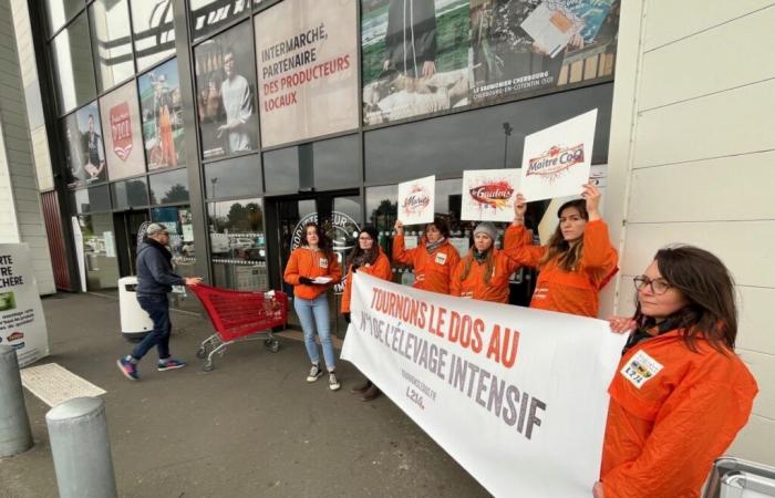 In Cherbourg intensive Zucht im Visier von L214-Aktivisten