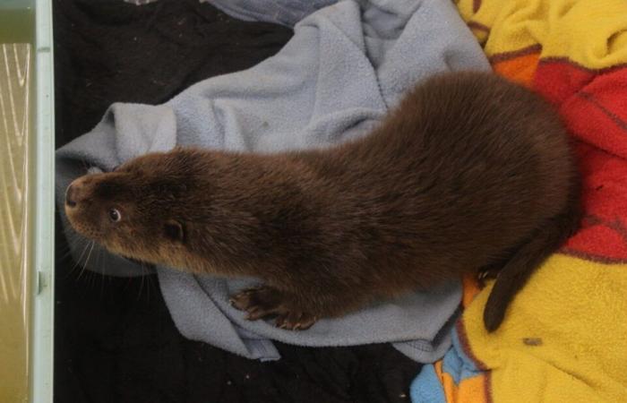 In diesem Tierzentrum in Lot-et-Garonne führen die Tierpfleger eine ungewöhnliche Rettung durch