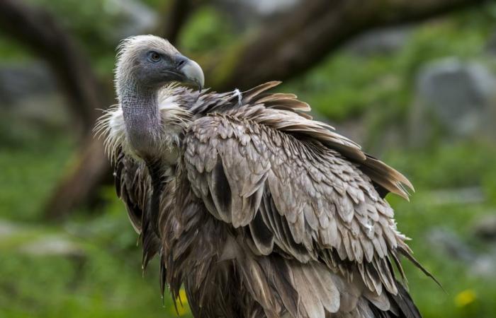 Unter dem Druck der Landwirte genehmigt Aveyron nichttödliche Schüsse zum Schutz des Viehbestands