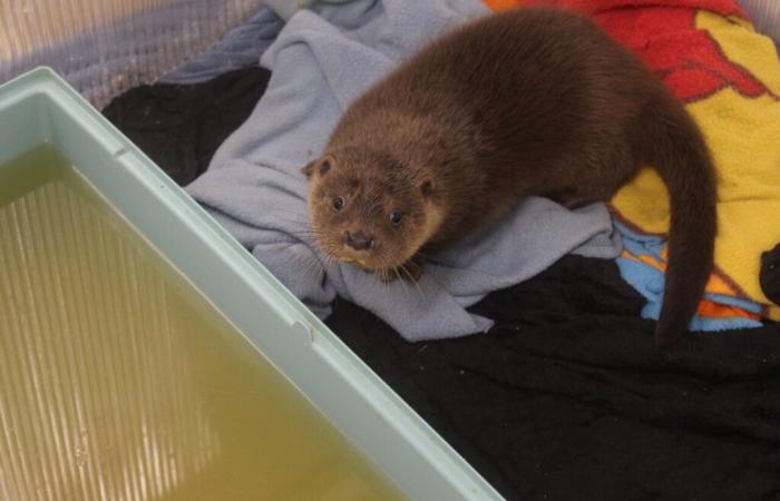 In diesem Tierzentrum in Lot-et-Garonne führen die Tierpfleger eine ungewöhnliche Rettung durch