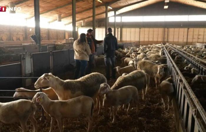 „Wir werden nicht sterben, ohne etwas zu sagen“: In Tarn-et-Garonne sind diese Bauern bereit zur Remobilisierung