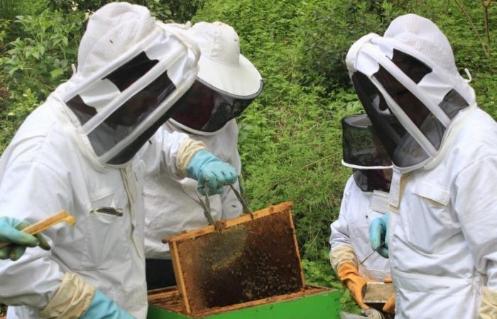 Maine-et-Loire. Diese Stadt bietet Kurse zum Erlernen der Bienenhaltung an