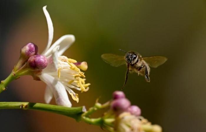 Frankreichs Bienen und Honig leiden zunehmend unter dem Klimawandel