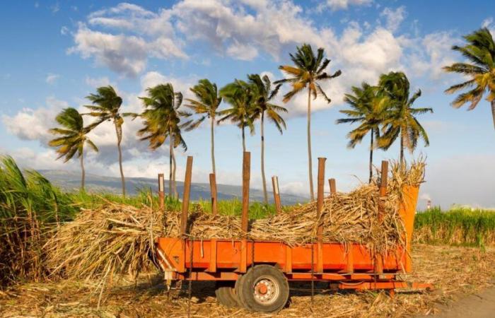 Auf Réunion „wäre Zuckerrohr ohne Subventionen bereits tot“