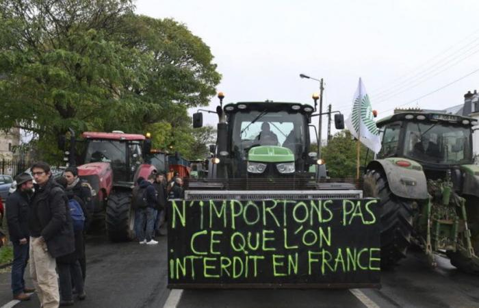 der italienische Landwirtschaftsminister gegen das Abkommen mit dem Mercosur