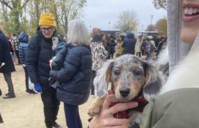 „Pariser Wurstspaziergang 2024“: 500 Dackel vorgeführt