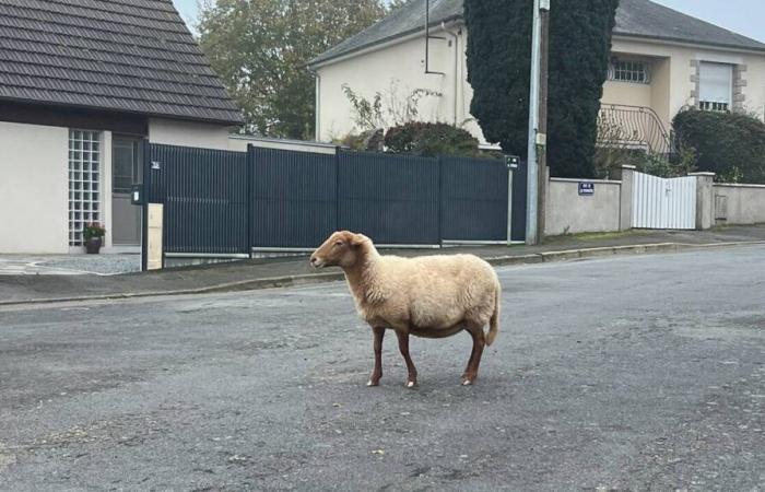 „Rallye“, das einzige überlebende Schaf, wurde von der Stadtpolizei von Laval gefunden