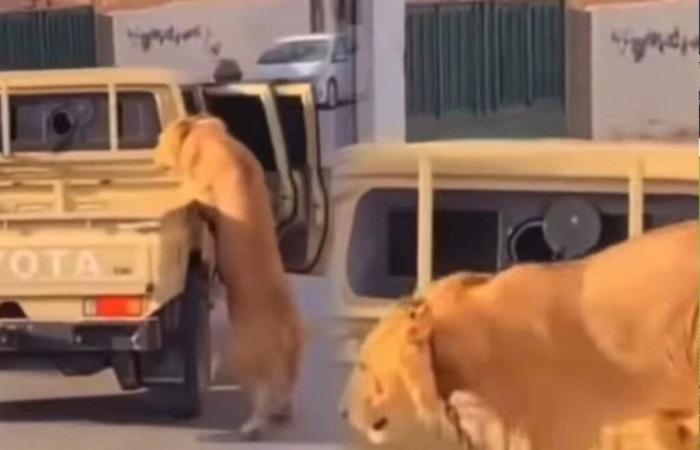 Ein Löwe, der auf den Straßen Libyens aus einem Auto fällt, entzündet soziale Netzwerke (Video)