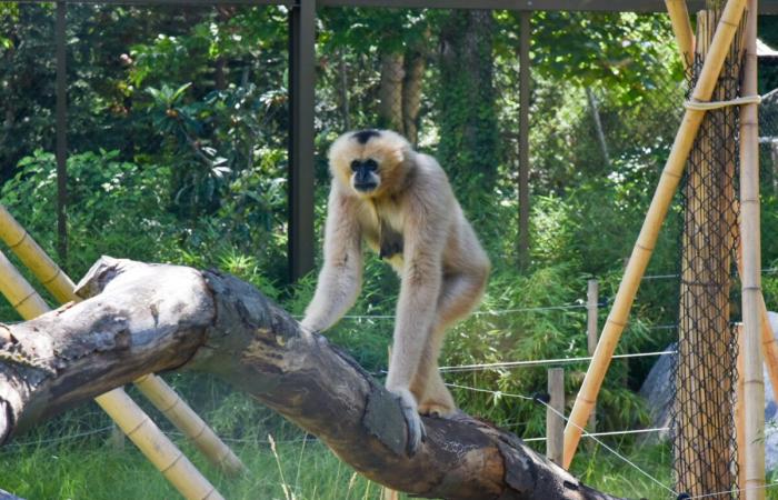 In Lyon fordern 16 Vereine Grégory Doucet auf, den Tête d’Or-Zoo zu schließen