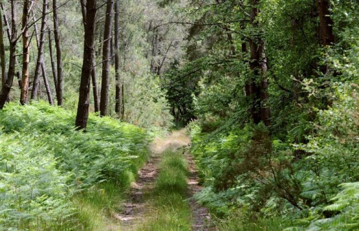 24 Stunden lang im Wald verschwunden, wurde ein Achtzigjähriger dank seiner vernetzten Uhr im Haut-Rhin gefunden