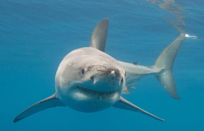 Seltenes Ereignis im Mittelmeer: ​​Ein fast 4 Meter langer Weißer Hai wurde in französischen Gewässern gesichtet