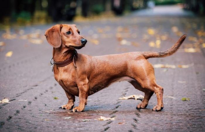 [EN IMAGES] Die schönsten Würste von Paris wurden während des Sausage Walk vorgeführt