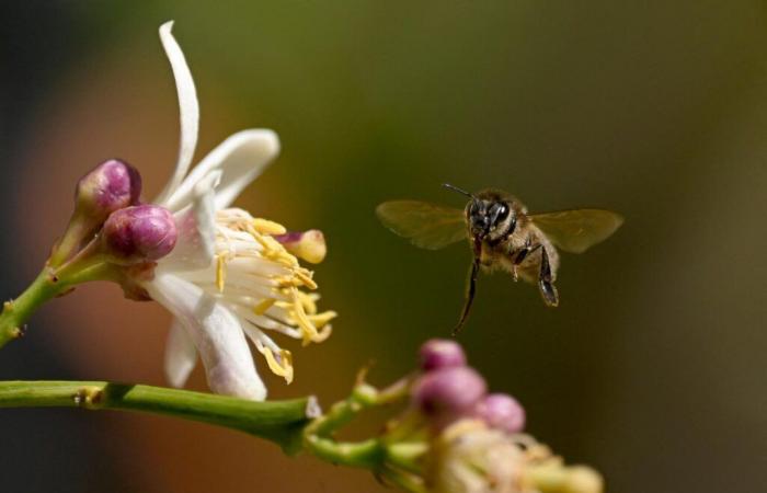 Frankreichs Bienen und Honig leiden zunehmend unter dem Klimawandel