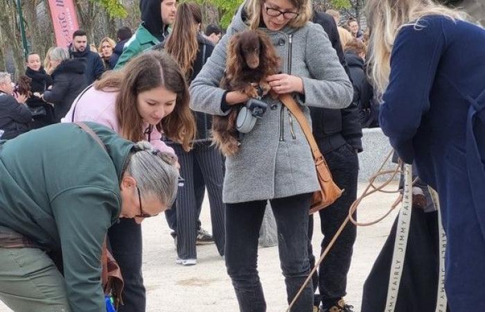 „Pariser Wurstspaziergang 2024“: 500 Dackel vorgeführt