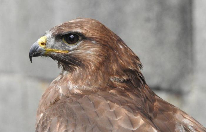 „Es ist kompliziert, von 600 auf 900 Aufnahmen zu kommen …“ Wildtiere werden in Aveyron zunehmend gerettet