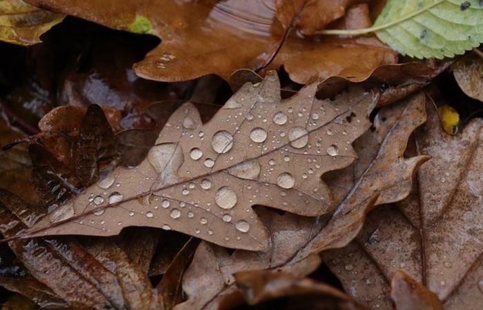 WETTERBERICHT. Regen, starker Wind und milde Temperaturen an diesem Dienstag in der Normandie.