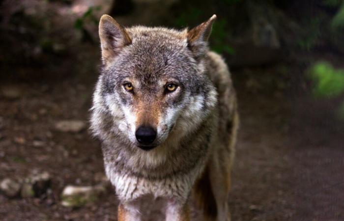 Wolf im Finistère: neue Maßnahmen verabschiedet