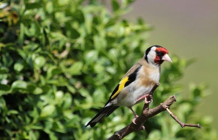 Er wurde verhaftet, weil er mit Leim geschützte Vögel gefangen hatte, und wurde wegen Drogenhandels inhaftiert