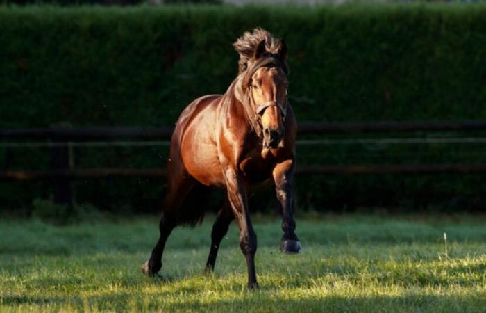 Haras d’Etreham gibt die Deckungspreise 2025 für seine Springhengste bekannt