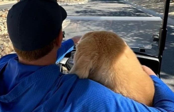 Ben, der in der Sportgemeinschaft so beliebte Hund, schloss sich den Angels an, nachdem er gegen Krebs gekämpft hatte