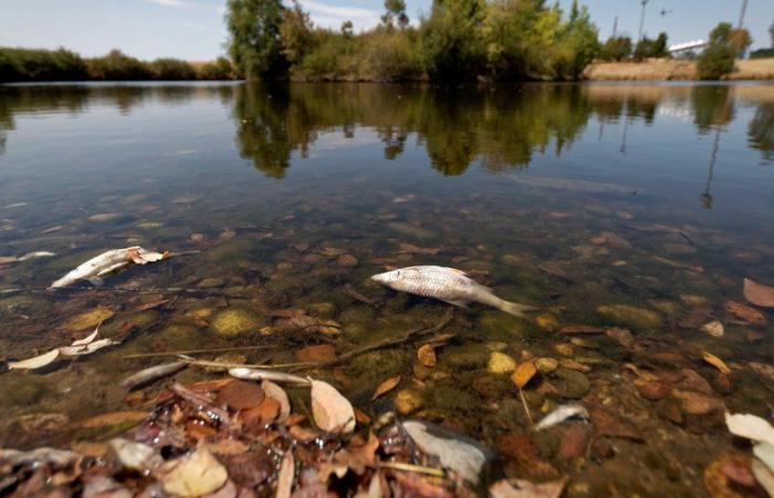 Eine für die Wasserfauna tödliche Wassermenge: Die Gewerkschaft Gers Trigone wurde für schuldig erklärt