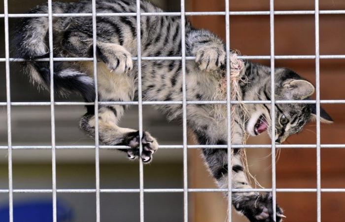 Das Katzenheim in Villefranche wird bald das Licht der Welt erblicken