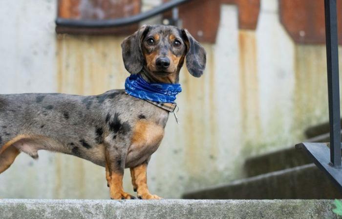 Peeper, 5 Jahre alter Dackel, wurde nach einem Einbruch tot in einer Blutlache aufgefunden