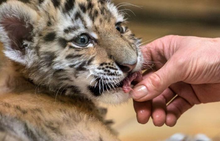 Im Fernsehen und im Kino gefährdete Tiere