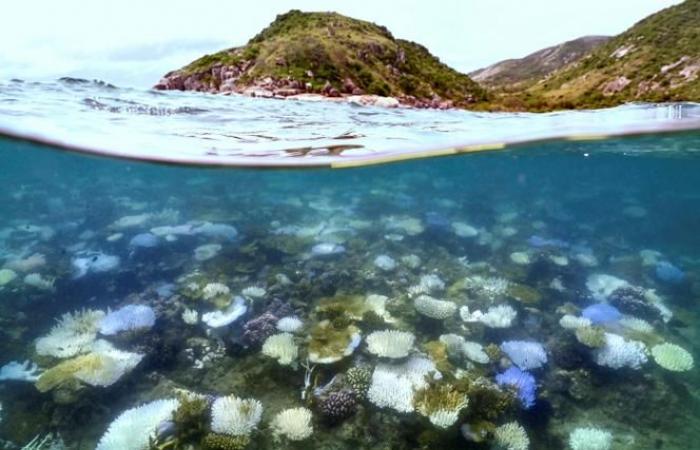 Rekordsterblichkeit in einem Teil des Great Barrier Reef