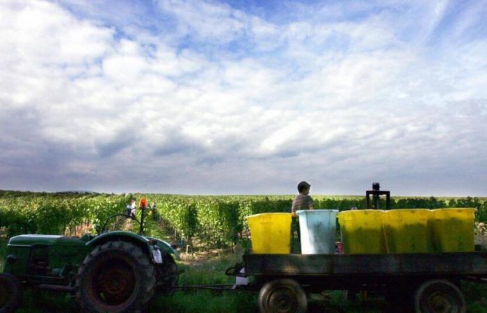 ein neuer Prozess wegen Menschenhandel in den Weinbergen von Bordeaux