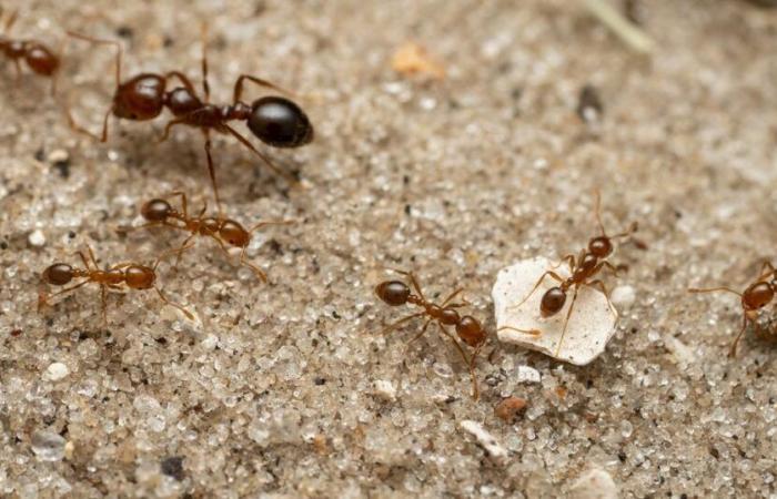 Ein zweiter Ausbruch elektrischer Ameisen, „extrem invasiv“, wurde in Frankreich entdeckt