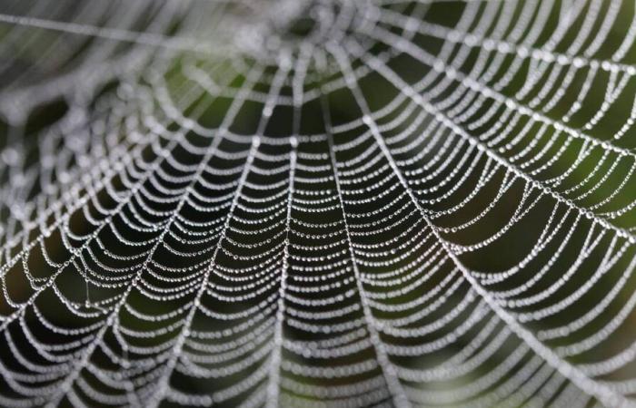 Wie wird das Wetter in Falaise und Umgebung am Dienstag, 19. November 2024, erwartet?