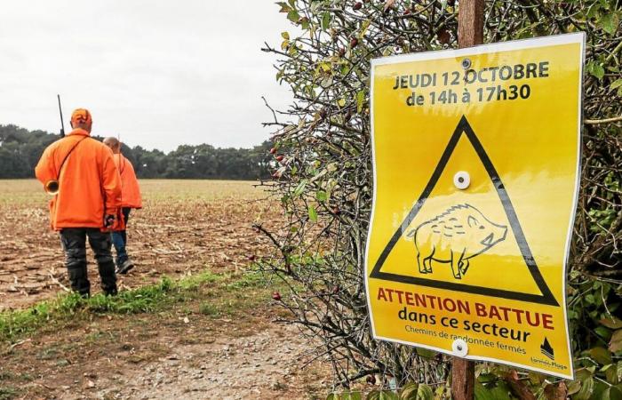 Jagd und Fang von Wildschweinen: Im Finistère Maßnahmen zur verstärkten Regulierung