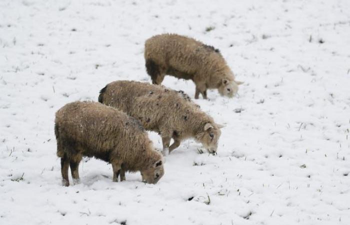 In Bildern: Großbritannien zittert, während das Schneewetter hereinbricht