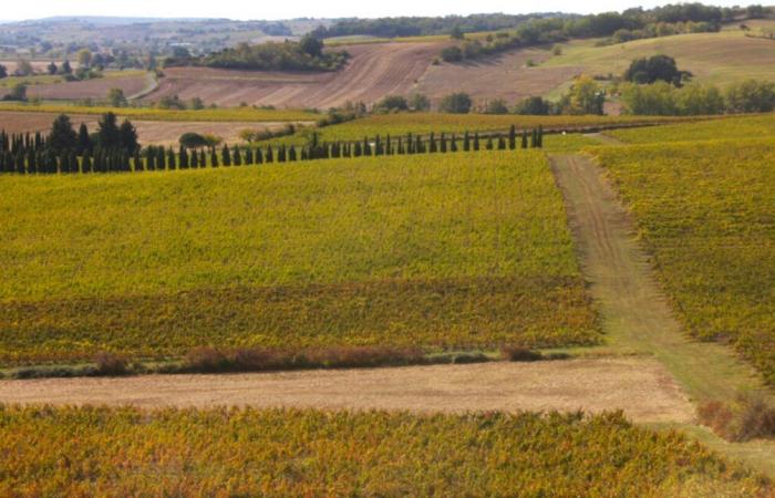 Tarn. Beim Wein geht es nicht nur um die Rebe … Diese Veranstaltung lädt Sie ein, diejenigen zu entdecken, die sich für ihn interessieren