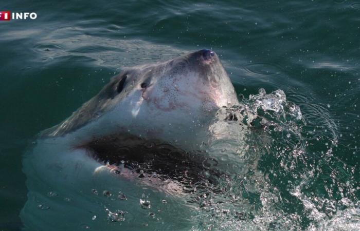 Ein Weißer Hai, fotografiert von einem Fischer im Var, ein äußerst seltenes Ereignis im Mittelmeer