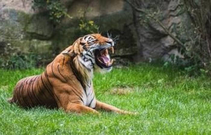 Ein vollständig erhaltener Säbelzahntiger wurde in Sibirien entdeckt, eine Premiere seit seinem Aussterben vor 28.000 Jahren