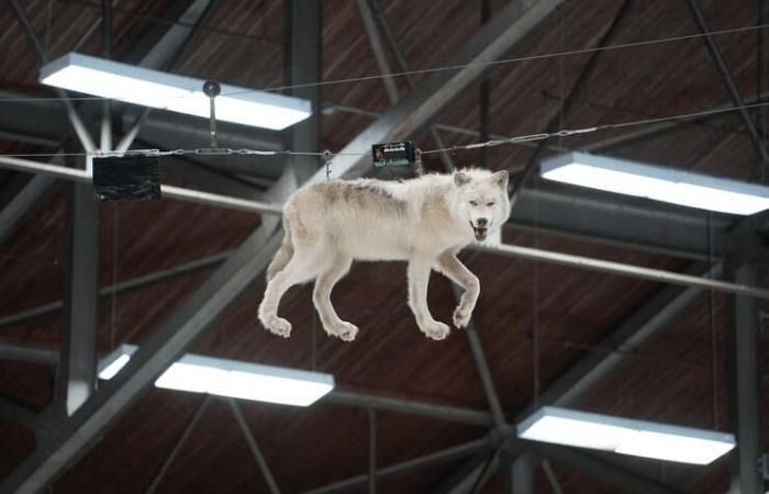 French übernimmt seinen Platz bei den Sudbury Wolves